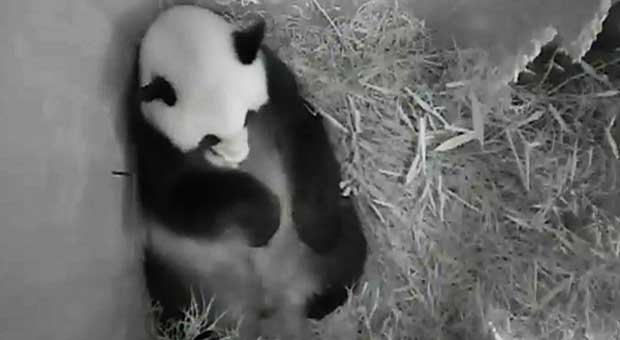 Nasce em Viena o 3º urso panda concebido naturalmente em cativeiro - AFP PHOTO /SCHOENBRUNN ZOO/ HO 