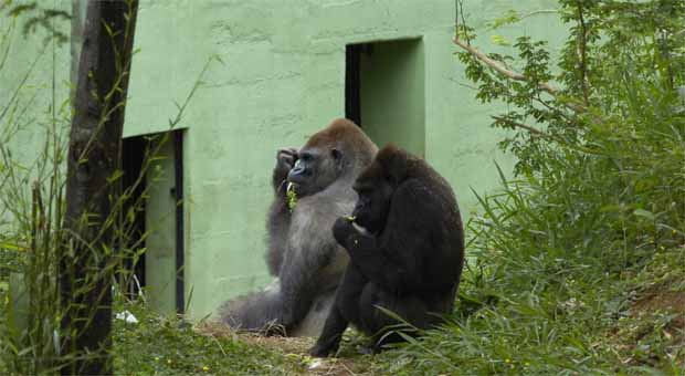 Fundação Zoobotânica inicia processo de licitação que vai trazer dois gorilas para BH - Maria Tereza Correia/EM
