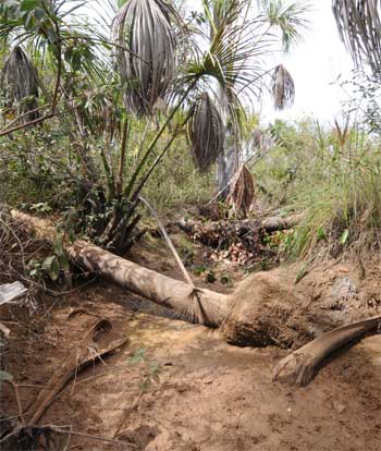 Degradação ambiental e a seca roubam as veredas do sertão