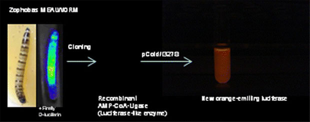 Pesquisadores da UFSCar desenvolvem enzima bioluminescente   - Agência Fapesp