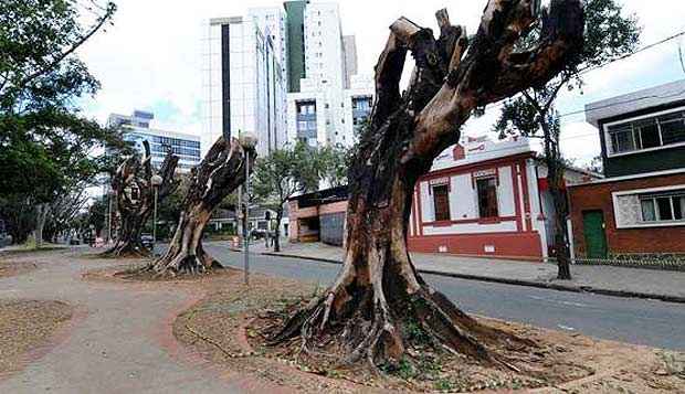 Prefeitura faz novas podas de árvores infestadas por moscas-brancas em BH - Beto Novaes/EM/D.A.Press