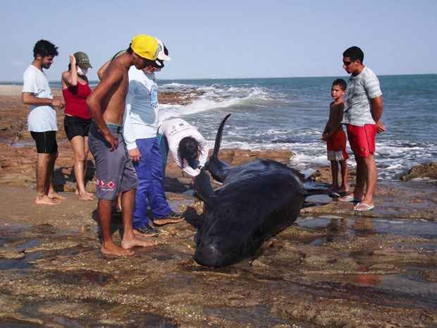 Trinta baleias encalham em praia do Rio Grande do Norte