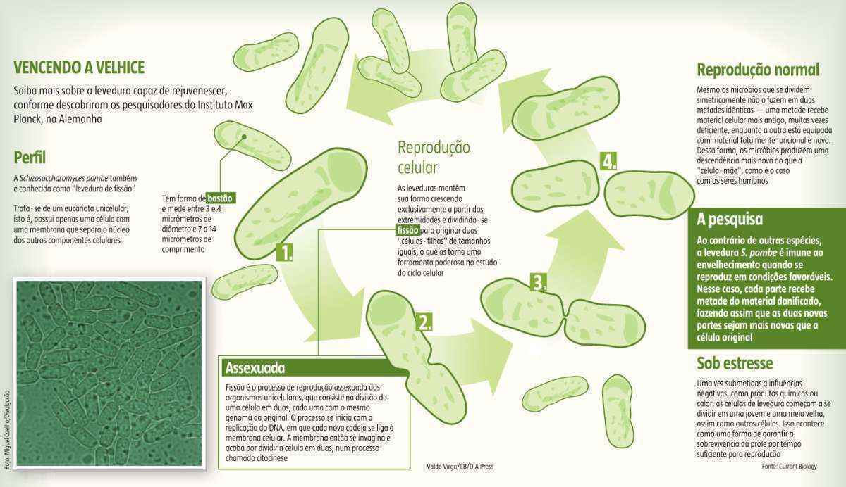 Descoberto micro-organismo que se torna mais jovem a cada vez que  se reproduz - Miguel Coelho/Divulgação 