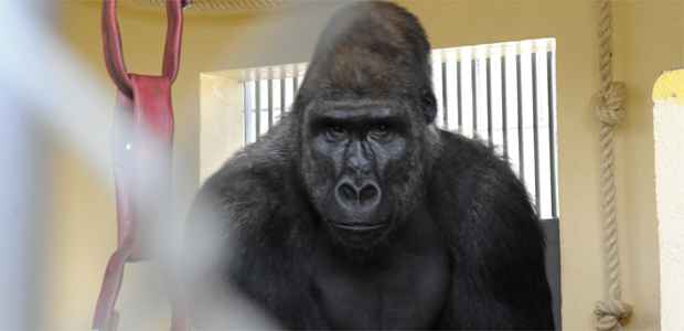 Casal de gorilas originário da Europa chega ao Zoológico de BH - Marcelo Malta