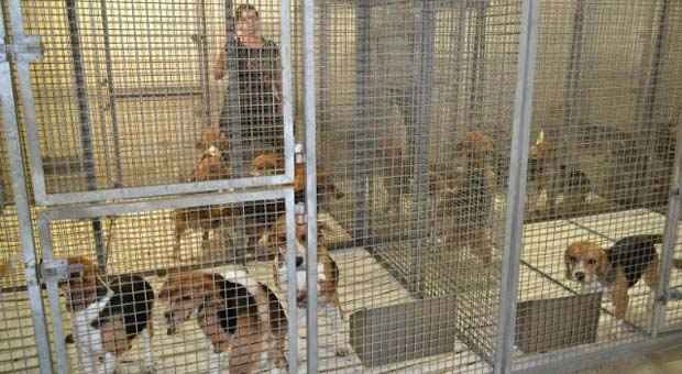 Black Blocs e ativistas invadem laboratório e resgatam mais de 200 beagles  - Reprodução / Facebook