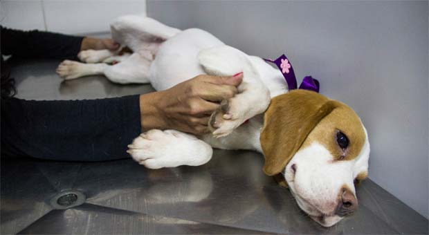 Beagles recuperados pelo Instituto Royal serão doados -  JARDIEL CARVALHO/FRAME/FRAME/ESTADAO CONTEUDO