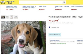 Beagle de instituto é posto à venda em mercado virtual - Reprodução/Mercado Livre