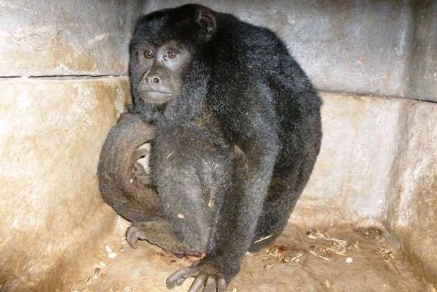 Macaco bugio eletrocutado no Triângulo faz cirurgia para amputar mão e parte do braço - Cláudio Yudi/Divulgação