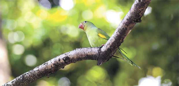 Atraídos pela diversidade de árvores frutíferas, pássaros invadem BH - Gladston Rodrigues/EM/D.A.Press
