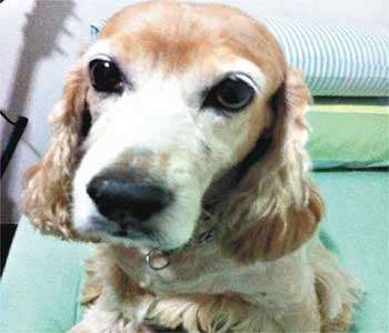 Cadela roubada junto com furgão de pet shop é encontrada em BH - Arquivo Pessoal