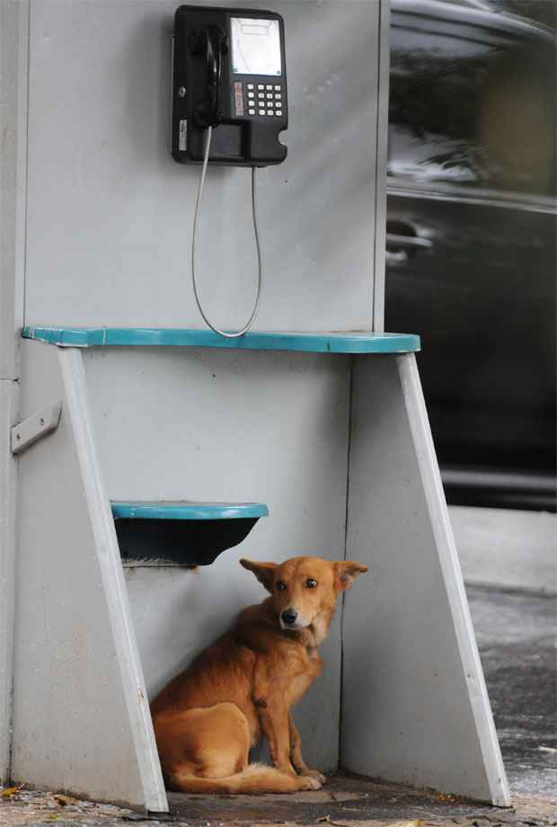 Cão se refugia em orelhão na Avenida Afonso Pena - Gladyston Rodrigues/EM/D.A Press