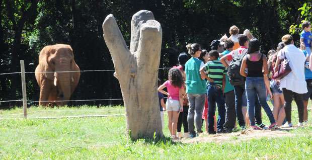 Visitantes fazem tour especial pelos recintos de animais no aniversário do zoológico - Paulo Filgueiras/EM/D.A.Press