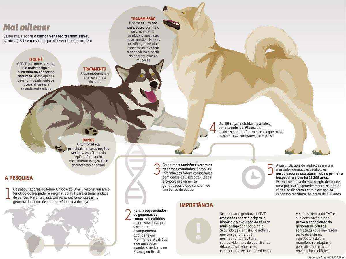 Pesquisadores rastreiam origem de câncer contagioso entre cães  - Anderson Araújo/CB/D.A Press