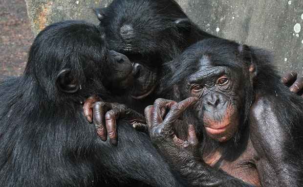 Pesquisadores britânicos encontram semelhanças no cérebro de humanos e chimpanzés - AFP PHOTO / GEORGES GOBET 