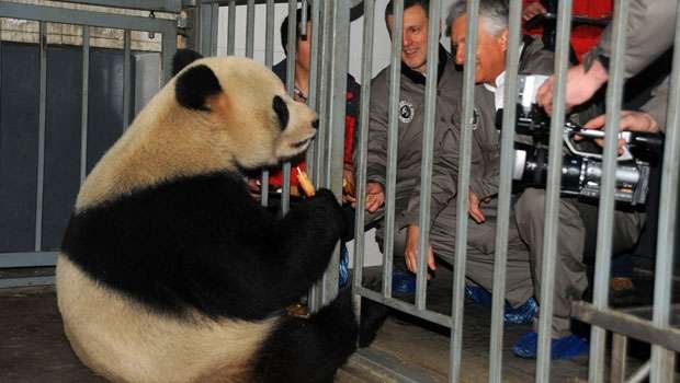 Belgas recebem dois pandas gigantes chineses com honras de chefes de Estado - CHINA OUT AFP PHOTO