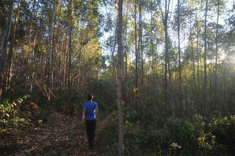 Derrubada de árvores ameaça sobrevivência do Rio Santo Antônio - Leandro Couri/EM/DA Press