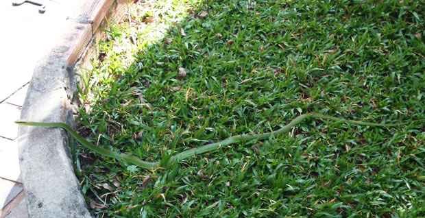 Cobra encontrada em canteiro de avenida assusta pedestres no Bairro Floresta - Marcello Oliveira/EM/D.A.Press