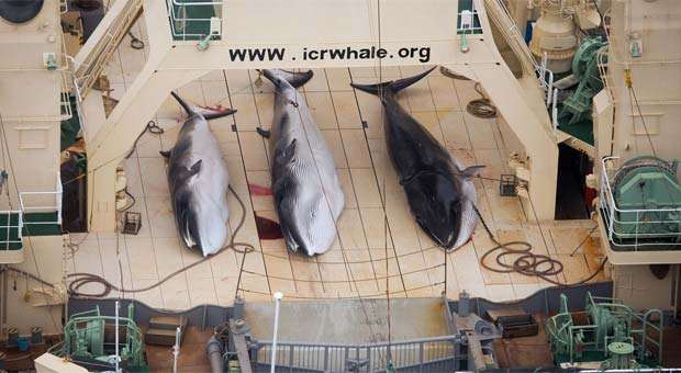 Pesquisa mostra que 60% dos japoneses são a favor da caça à baleia - AFP PHOTO / Sea Shepherd Australia Ltd / Tim Watters