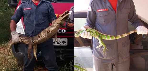 Bombeiros capturam filhote de jacaré e iguana  - Divulgação Corpo de Bombeiros