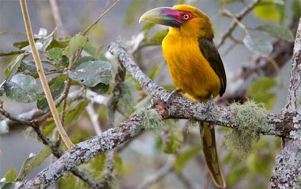 Reserva Mata do Passarinho evita a extinção de aves ameaçadas em Minas - Ciro Albano /Acervo Biodiversitas/Divulgação 