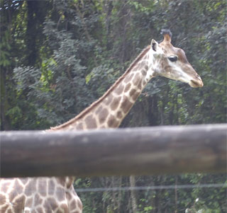 Girafa do zoológico de BH é encontrada morta neste domingo - Cristina Horta/EM/D.A Press - 15/03/2012
