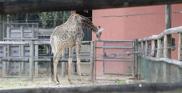 Zoológico de Belo Horizonte apura causa da morte da girafa Zola - Beto Magãlhaes/EM/D.A Press