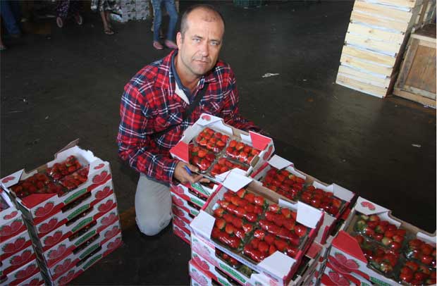 Estiagem atrasa cultivo de morango e turbina preços - Edésio Ferreira/EM/D.A Press