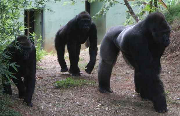 Gorila Imbi do Zoo de BH também está grávida -  Edesio Ferreira/EM/D.A Press
