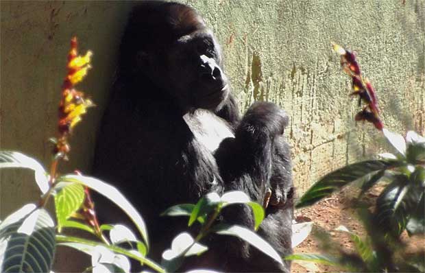 Expectativa pelo nascimento de gorilas cresce no Zoo de BH  - Suziane Fonseca/Divulgação FZB-BH.