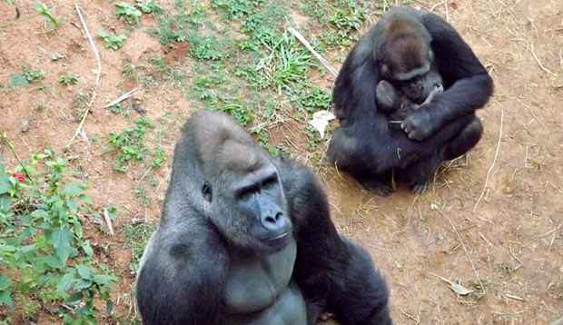 Nascimento de gorila eleva Fundação Zoo-Botânica a centro de conservação da espécie - SUZIANE FONSECA/FUNDAÇÃO ZOO-BOTÂNICA DE BH