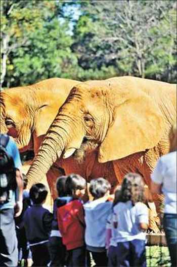 Zoo de BH é o único em Minas obrigado à conservação das espécies - Leandro Couri/EM/D.A Press