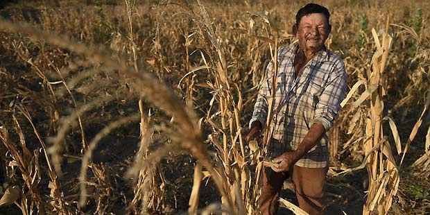 Estiagem castiga pastos e lavouras no Norte de Minas - Gladyston Rodrigues/EM/D.A Press