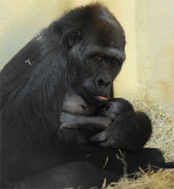 Gorila que nasceu no Zoo de BH é macho; mande sua sugestão de nome - Marcelo Malta / Fundação Zoo-Botânica de Belo Horizonte