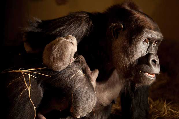 Mande até 16h de hoje sugestão de nome para o gorilinha do Zoo de BH - Herlandes Tinoco/Fundacao Zoo-Botanica de BH 