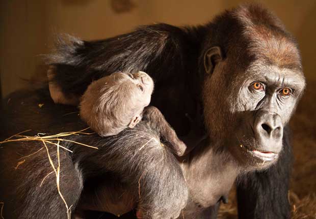 Ciranda dos nomes para o gorilinha do Zoo de BH mobiliza leitores na internet - Herlandes Tinoco/Fundacao Zoo-Botanica de BH