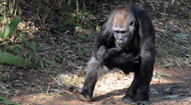 Zoo de BH é o único do país a abrigar família  de gorilas; assista ao nascimento de filhote - Beto Novaes/EM/D.A Press
