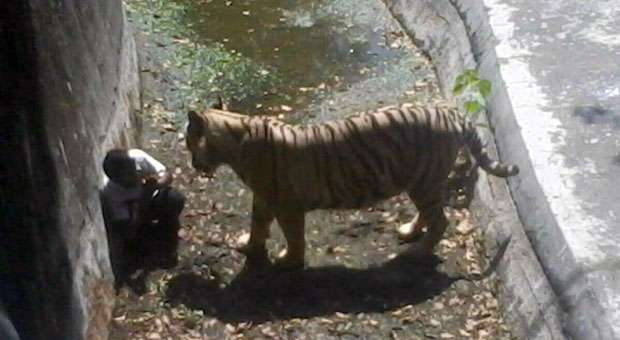 Tigre branco mata jovem em zoológico de Nova Délhi - DELHI POLICE / AFP