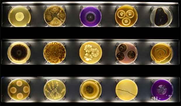 Inaugurado em Amsterdã primeiro zoológico de micróbios do mundo - AFP PHOTO/MICROPIA/MAARTEN VAN DER WAL 