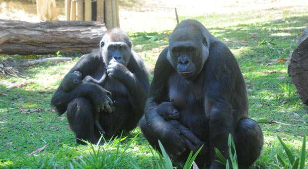 Votação para escolha do nome de gorila nascido em BH vai até o dia 30 - Isabel Baldoni/PBH