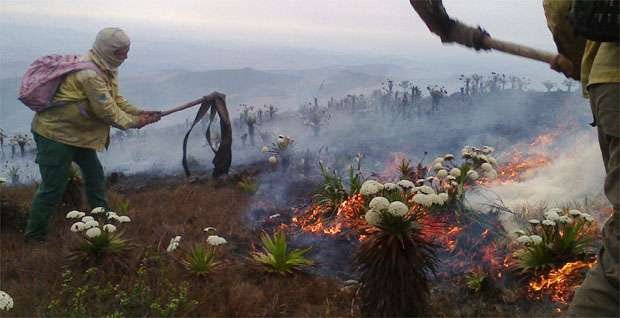 Brigadistas combatem focos de incêndio no entorno da Serra do Cipó - Vanessa Carvalho/Divulgação