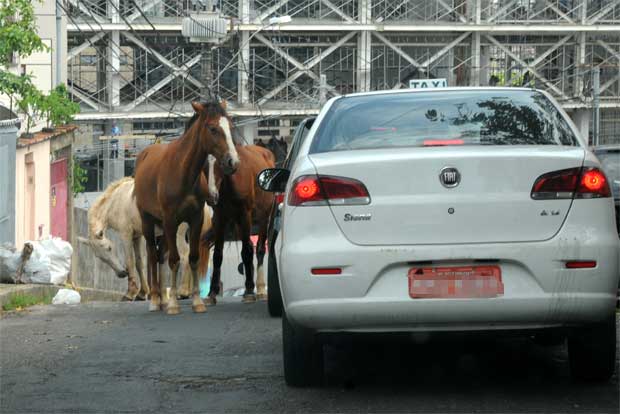 Cavalos chamam atenção em rua do Bairro Nova Granada  - Tulio Santos/EM/D.A PRESS