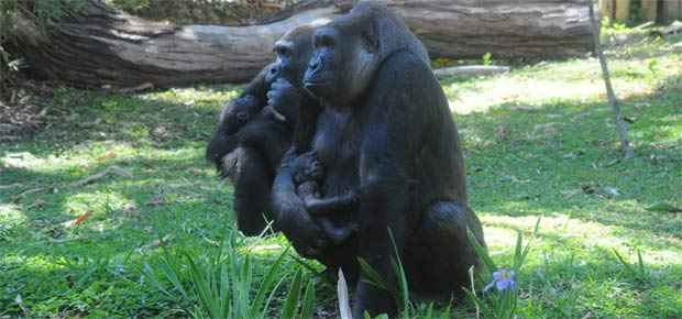 Sawidi é o nome escolhido para o 1º filhote de gorila nascido em cativeiro na América do Sul - Isabel Baldoni/PBH 
