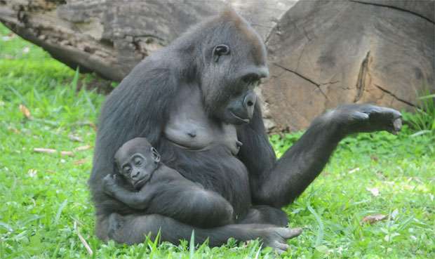 Filhote já tem nome e gorilas viram celebridades no Zoológico de BH - Paulo Filgueiras/EM/DA Press
