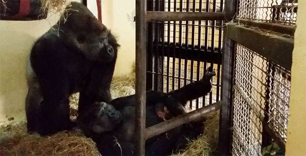 Segundo filhote de gorila do Zoo de Belo Horizonte também é macho - Maria Elvira Loyola/Fundação Zoo-Botânica de BH