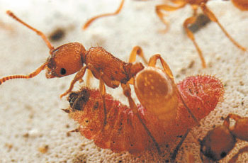 Lagartas imitam  formigas para viver - MARCO GHERLENDA/UNIVERSITY OF TURIN, ITALY