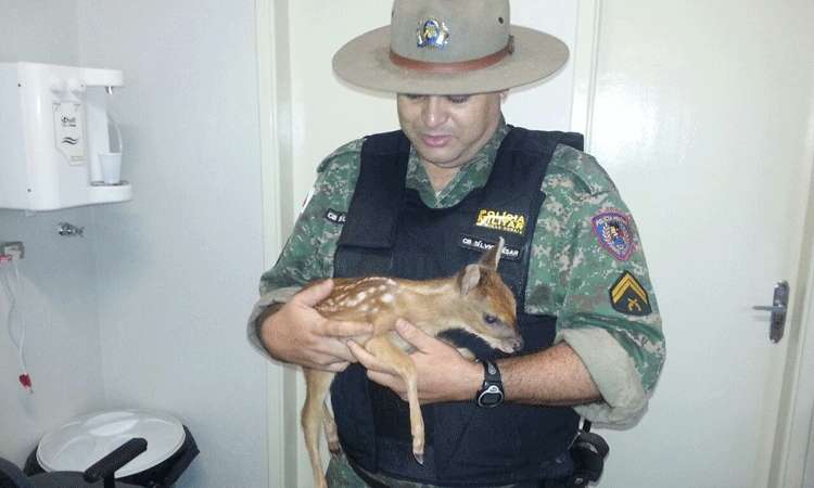 Filhote de veado-catingueiro é resgatado na MGC-455, em Uberlândia - Polícia Militar Ambiental/Divulgação