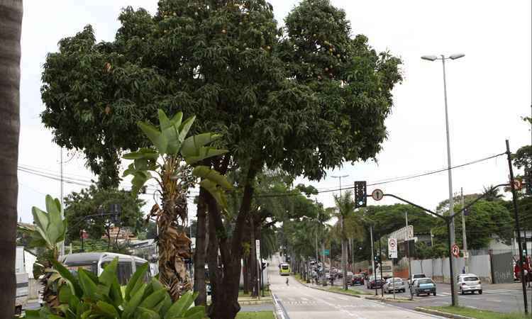 Árvores frutíferas mudam o cenário da capital mineira e população aproveita a fartura -  Rodrigo Clemente/EM/D.A Press