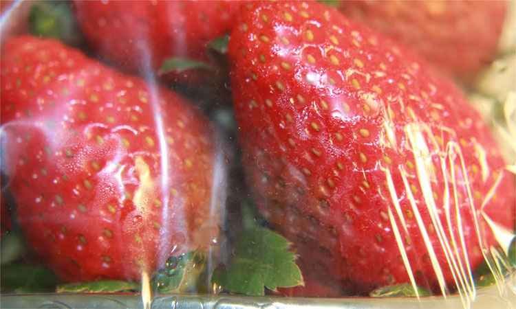 Plástico criado por cientistas combate proliferação de fungos e bactérias - Nanox/divulgação 