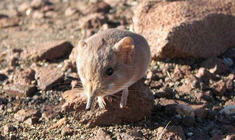 Divulgada nos EUA lista de espécies descobertas por pesquisadores em 2014 - REUTERS/California Academy of Sciences/