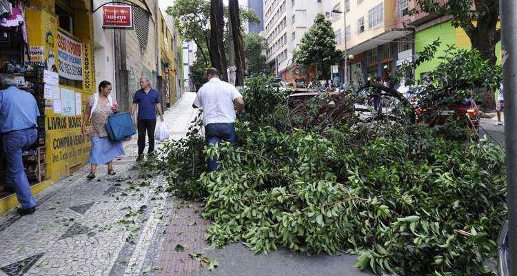 Galho de árvore cai e atinge dois carros no Centro de Belo Horizonte - Jair Amaral/EM/D.A/Press